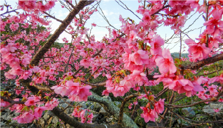 日本一早く「お花見」のシーズンを迎える沖縄。