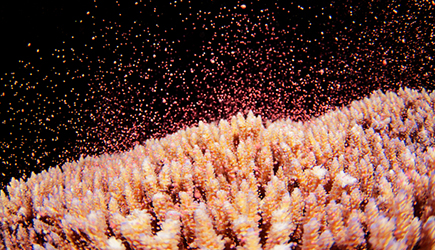 サンゴの産卵は通称サマースノーと呼ばれ、満月の3日前から7日後までが「可能性が高い」と言われています。